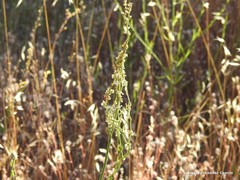 Rumex papillaris