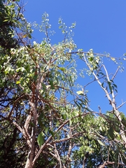 Agonandra brasiliensis