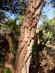 Agonandra brasiliensis