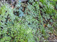 Peucedanum officinale