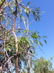 Agonandra brasiliensis