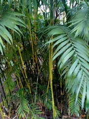 Chamaedorea costaricana