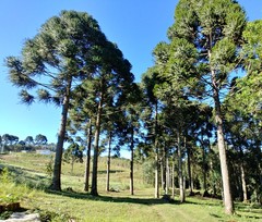 Araucaria angustifolia