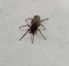 Araneae