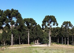 Araucaria angustifolia