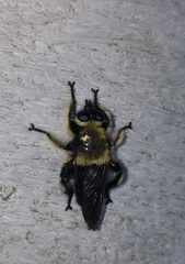 Laphria affinis