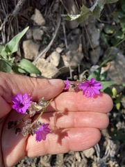Mirabilis melanotricha