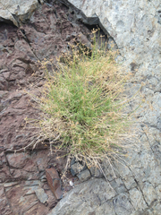 Cymopterus petraeus