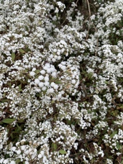 Ageratina riparia