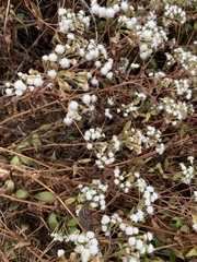 Ageratina riparia