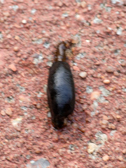 Belocaulus angustipes