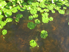 Hydrocotyle ranunculoides