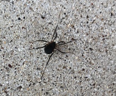 Eumesosoma