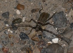 Susuacanga stigmatica