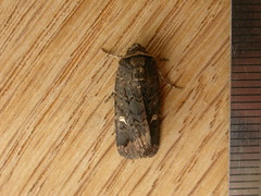 Proteuxoa bistrigula