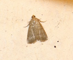 Hypsopygia nostralis