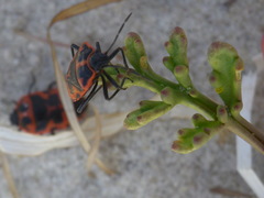 Eurydema spectabilis