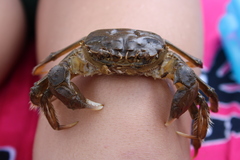 Eriocheir sinensis