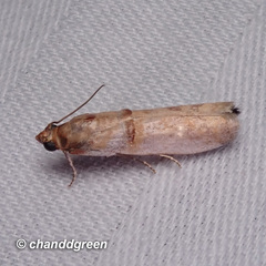 Hypargyria metalliferella