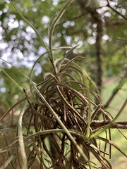 Tillandsia recurvata image