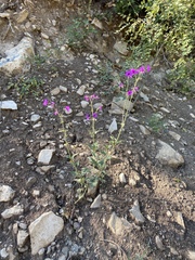 Mirabilis melanotricha