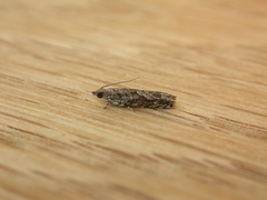 Holocola thalassinana