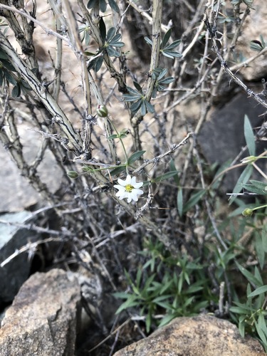 Stellaria amblyosepala · iNaturalist