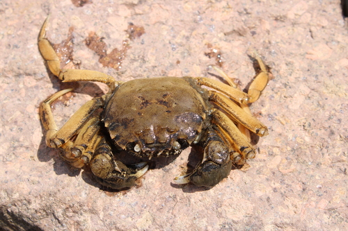 Chinese Mitten Crab, photo 8 of 8