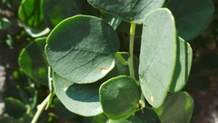 Ceutorhynchus contractus