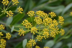 Bupleurum