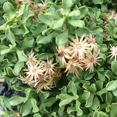 Ericameria cuneata cuneata