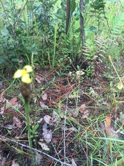 Xyris ambigua