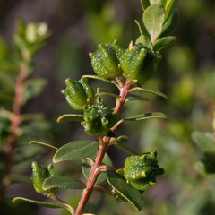 Agathosma crenulata