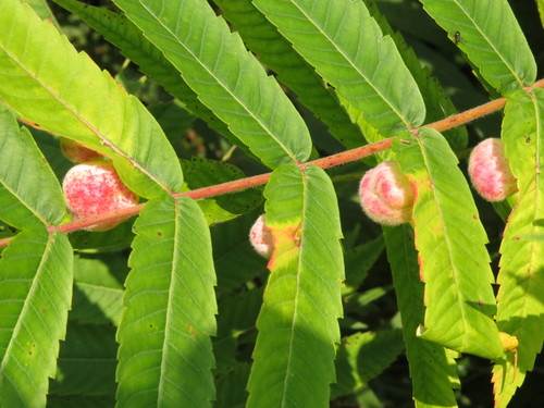 Sumac Gall Aphid photo 6