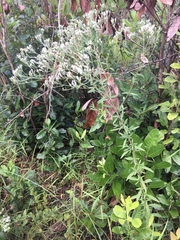 Eupatorium lancifolium