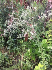 Eupatorium lancifolium