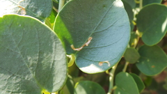 Ceutorhynchus contractus