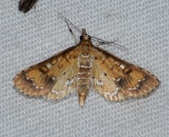 Niphograpta albiguttalis