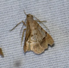 Frederickia flaviterminata