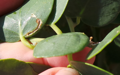 Ceutorhynchus contractus