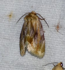 Chamaeclea basiochrea
