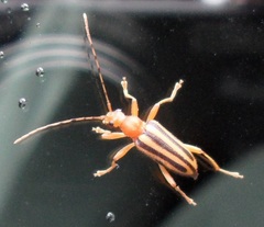 Metacmaeops vittata