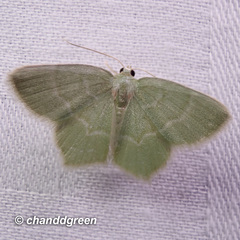 Idiochlora minuscula