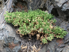 Ericameria cuneata cuneata