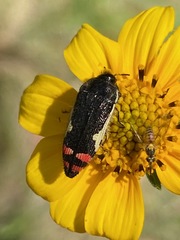 Acmaeodera chiricahuae