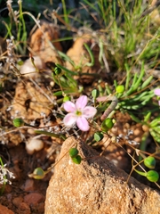 Phemeranthus parviflorus
