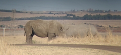 Ceratotherium simum