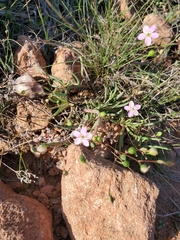Phemeranthus parviflorus
