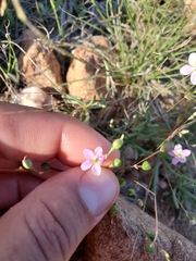 Phemeranthus parviflorus