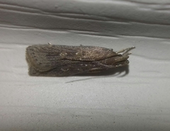 Helcystogramma triannulella